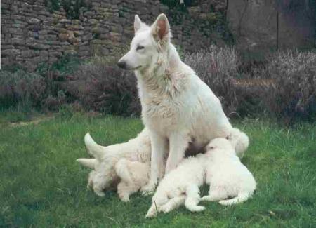 ls loup  blan